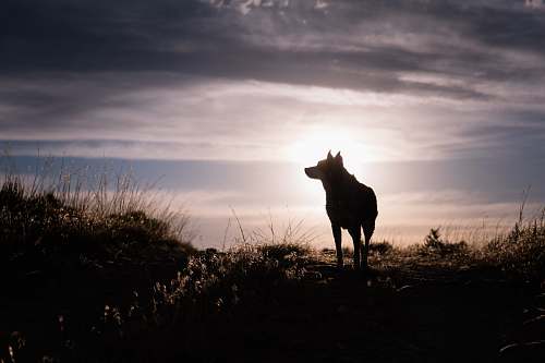 flaming gorge reservoir silhouette of a wolf during sunrise silhouette
